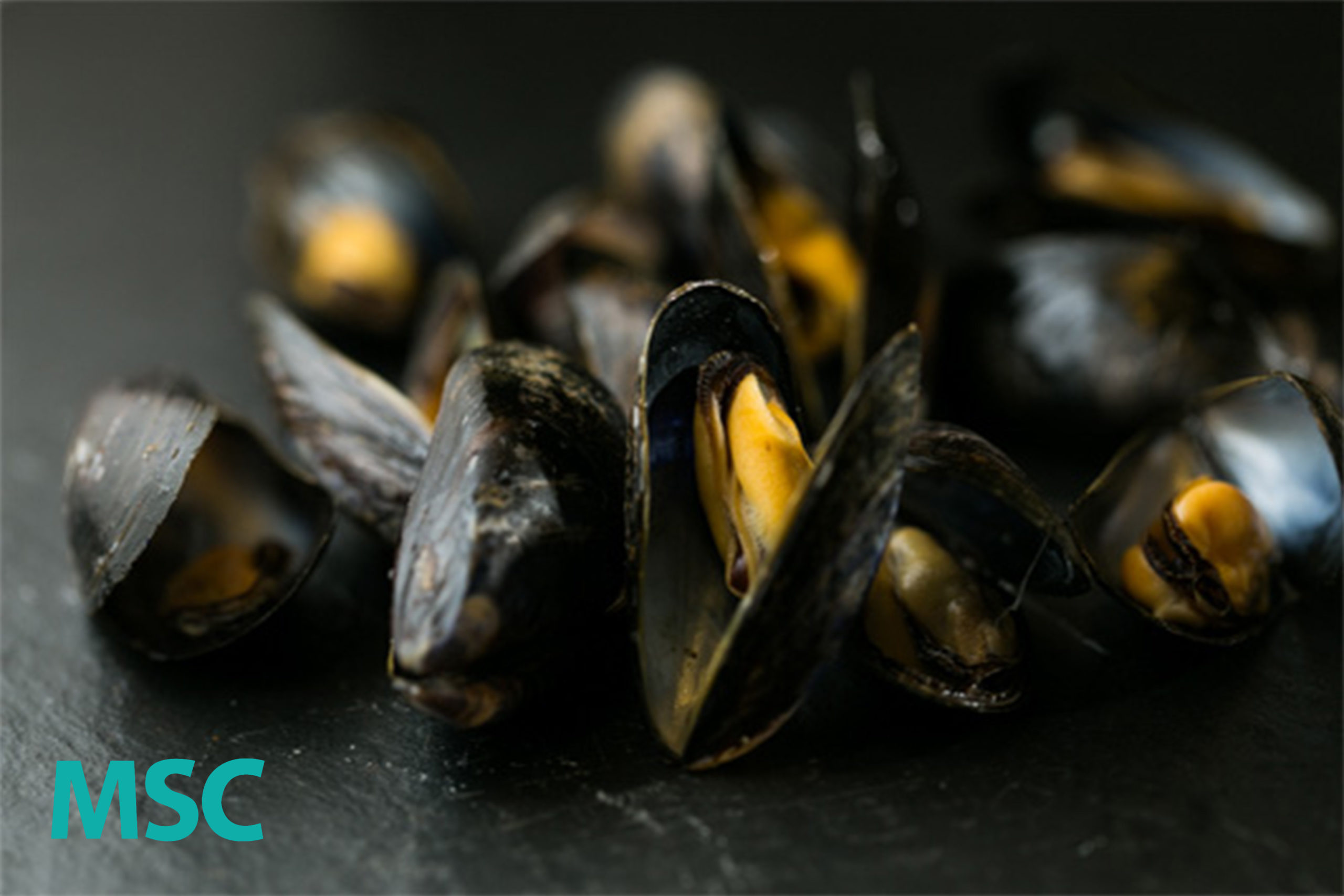 cooked whole mussel