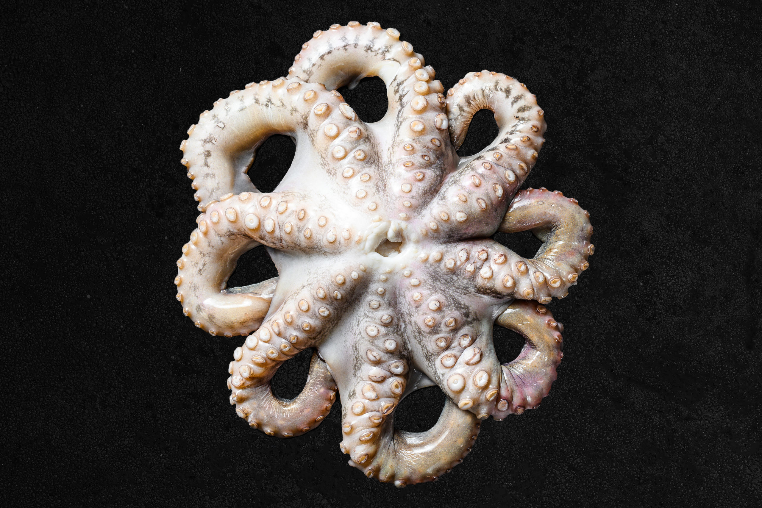 raw whole pacific octopus