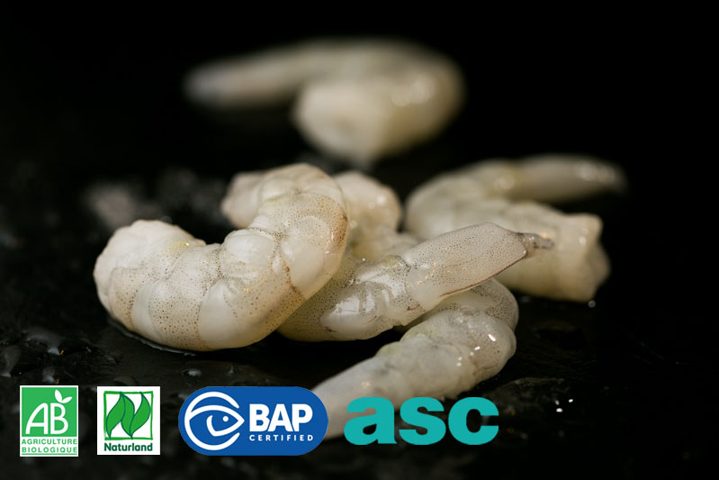 crevette déco déveinée crue